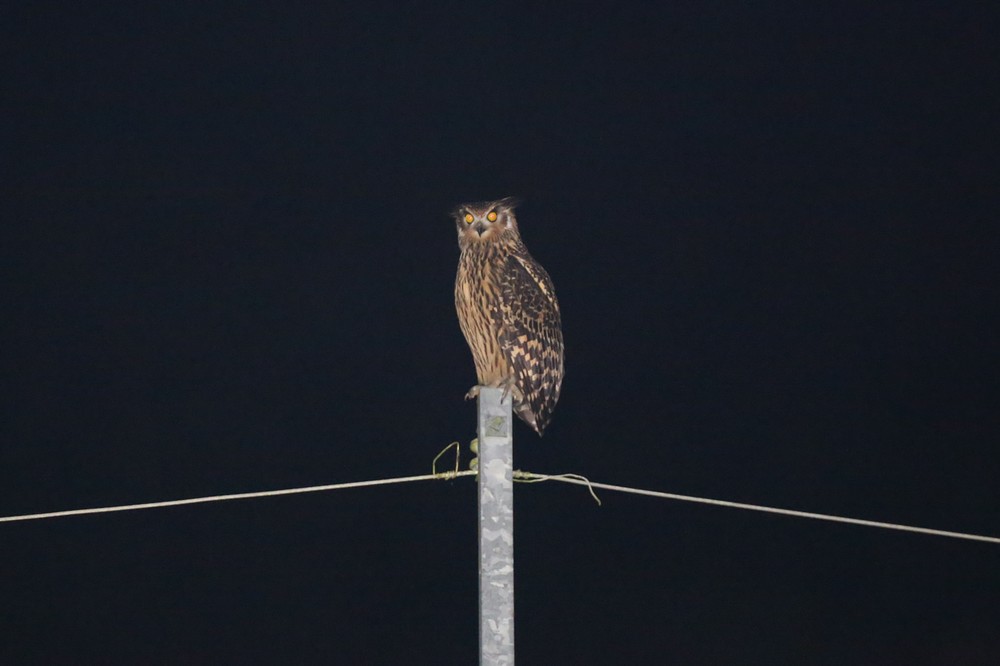 停在電線桿上猶如王者般的黃魚鴞